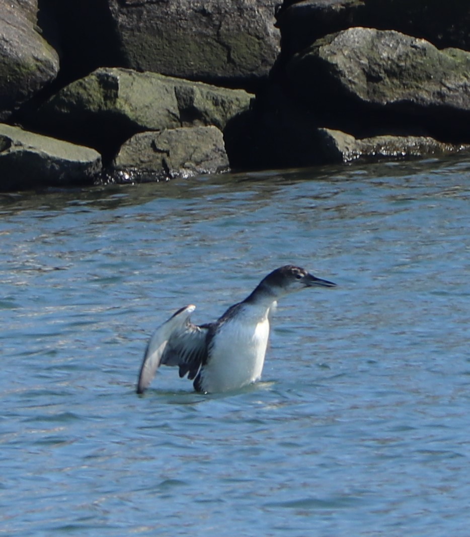 Plongeon huard - ML149355871