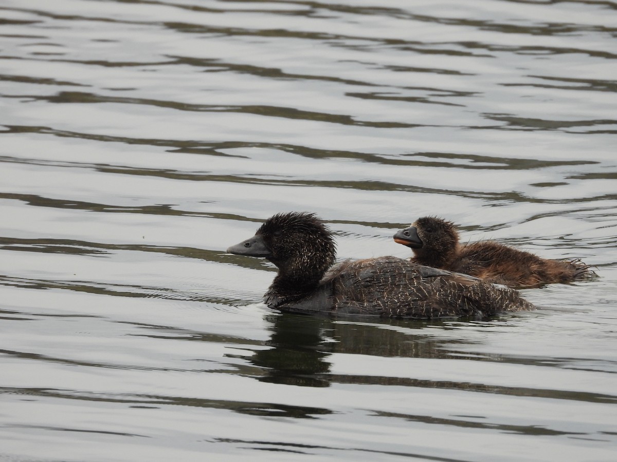 Musk Duck - Colby Neuman