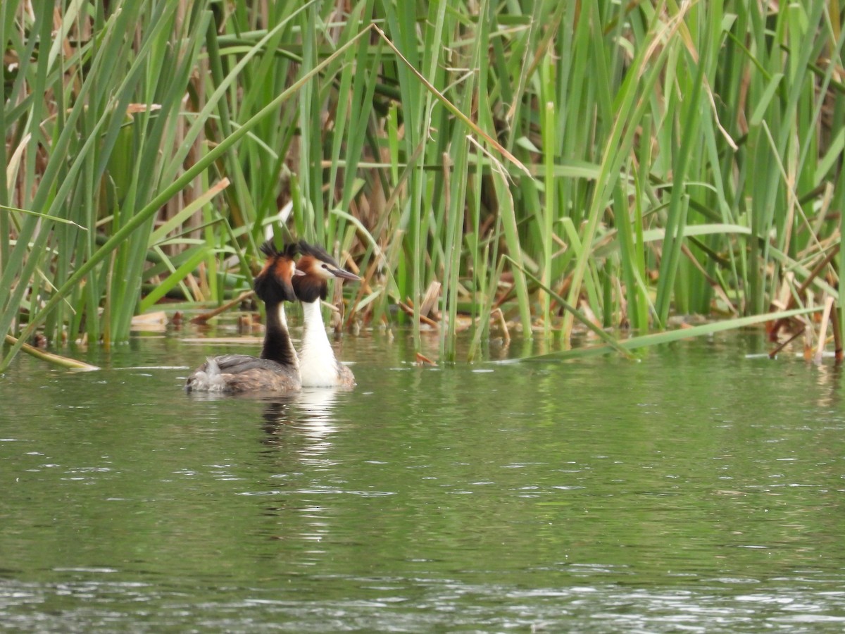 Great Crested Grebe - Colby Neuman