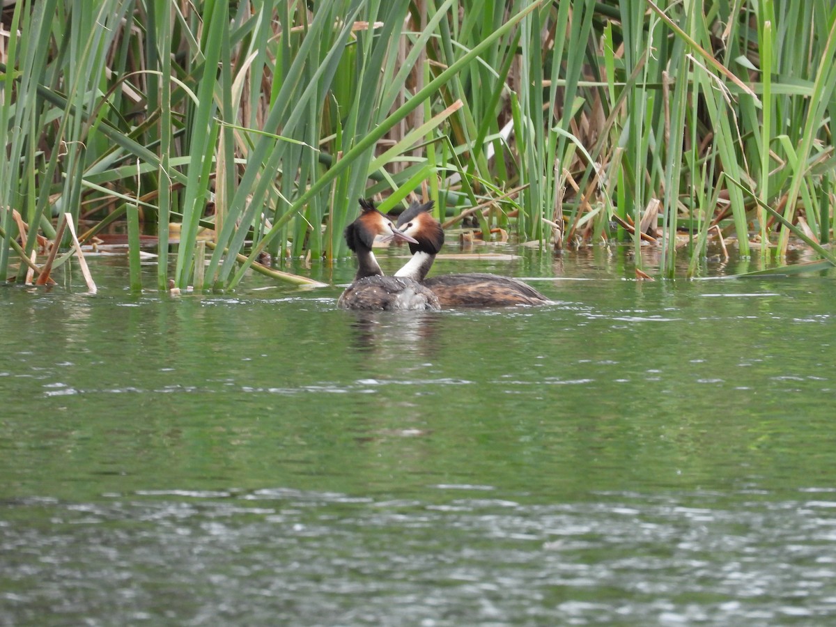 Great Crested Grebe - Colby Neuman
