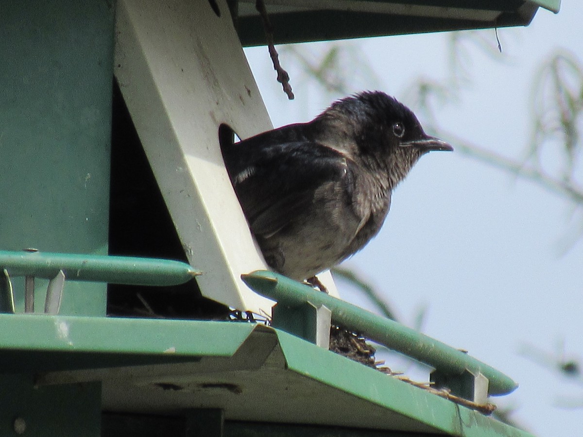 Purple Martin - ML149357121