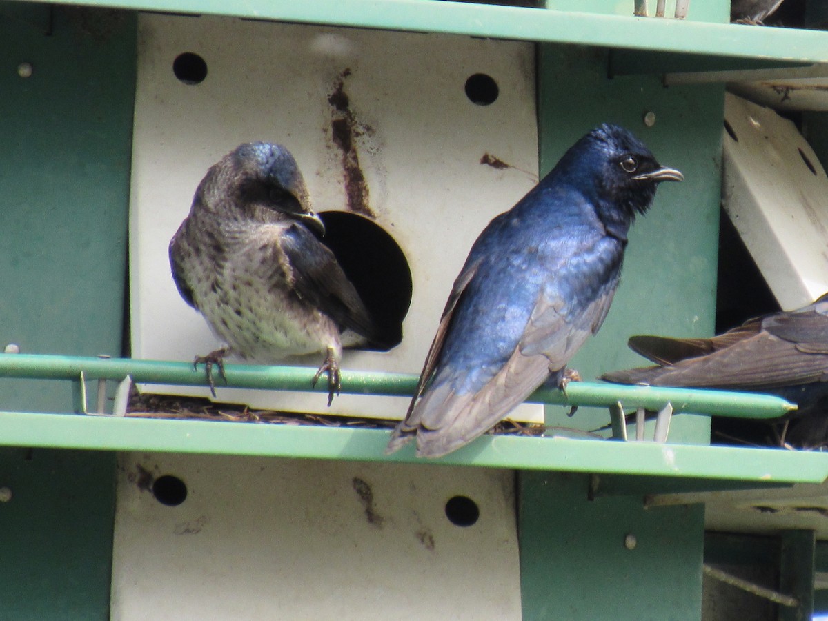 Purple Martin - ML149357131