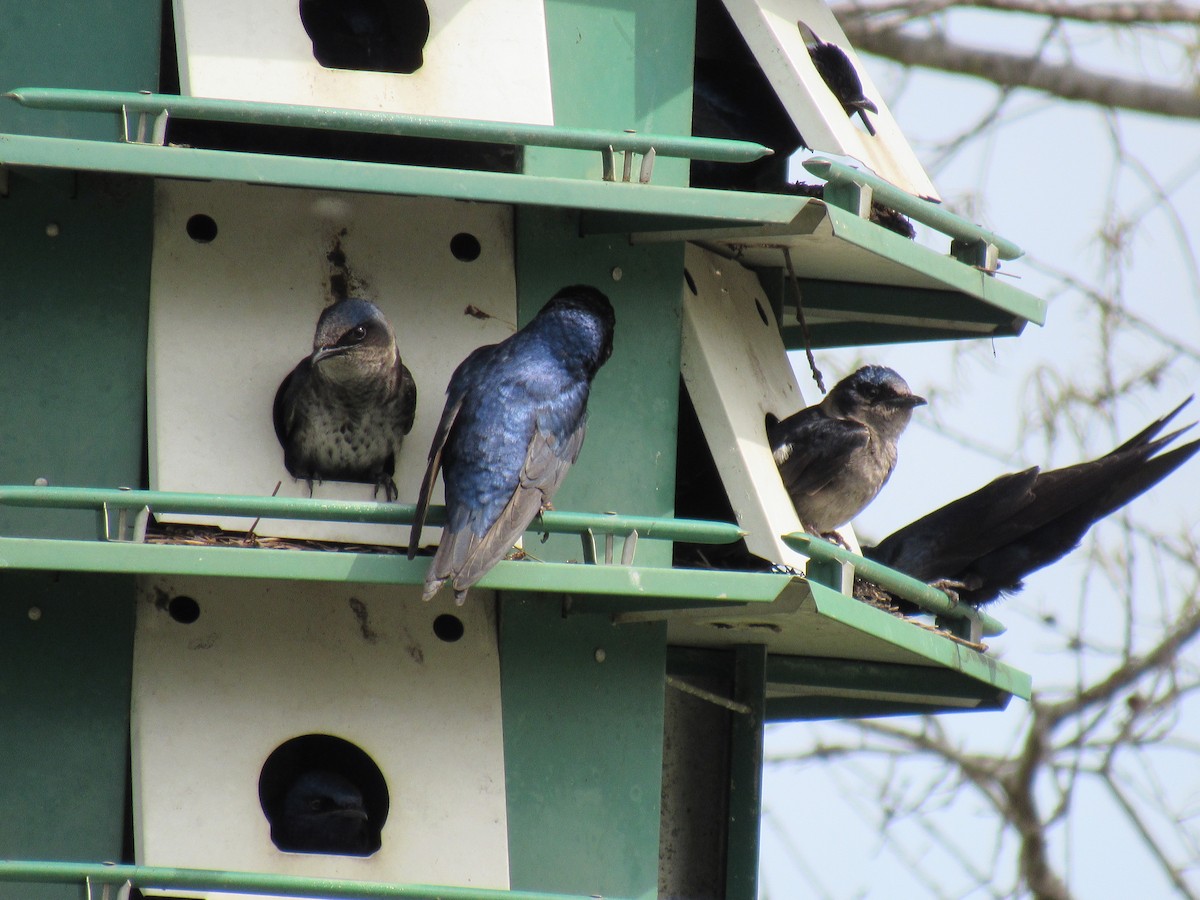 Purple Martin - ML149357141
