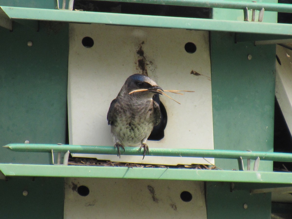 Purple Martin - ML149357171
