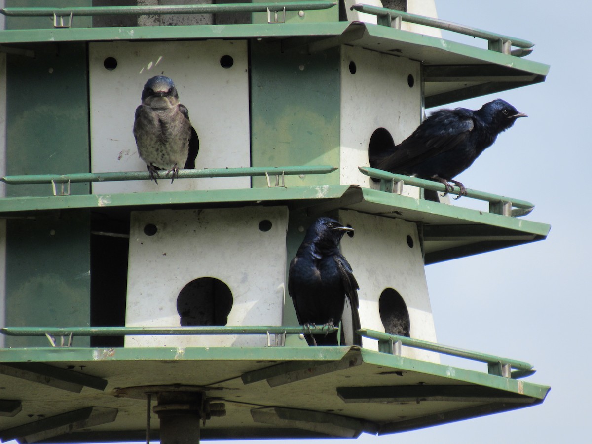 Purple Martin - ML149357181