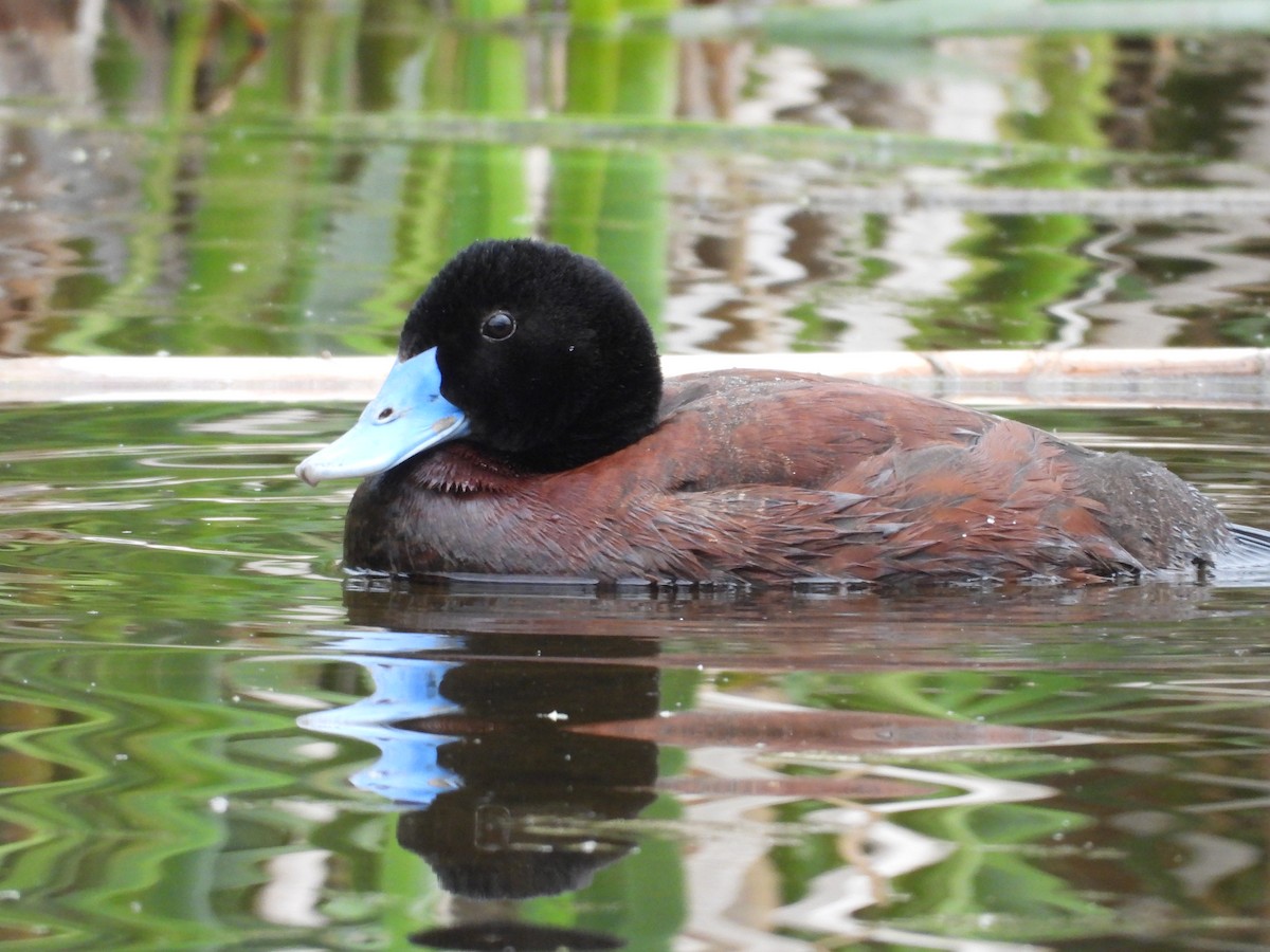 Blue-billed Duck - ML149357511