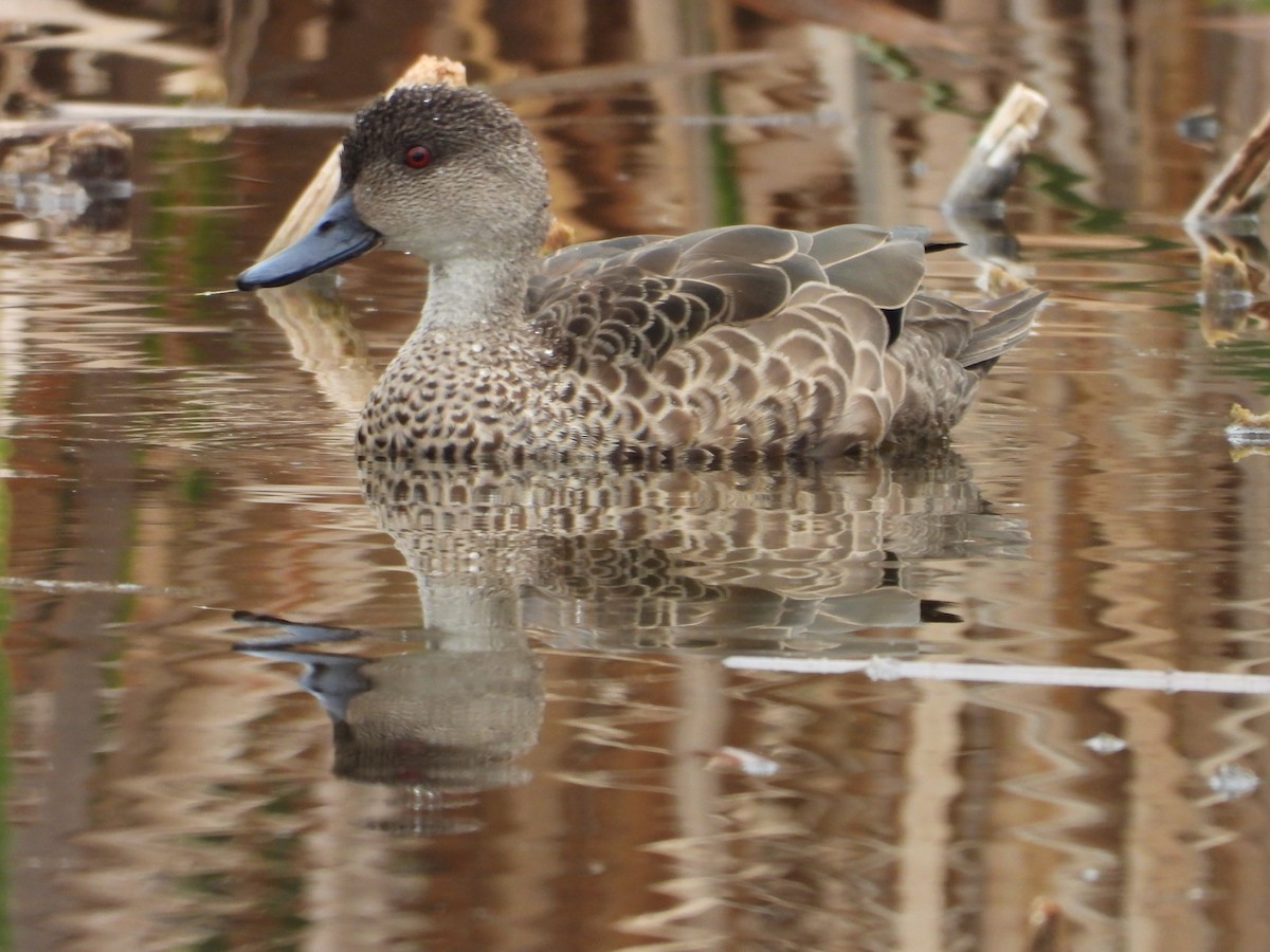 Gray Teal - Colby Neuman