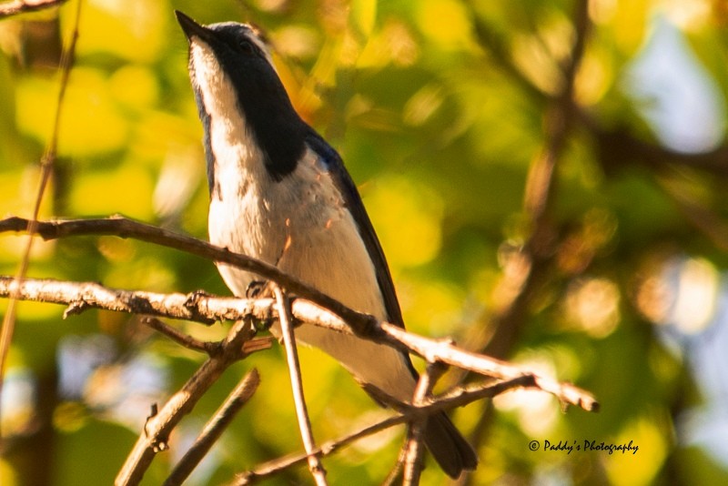 Ultramarine Flycatcher - ML149358331