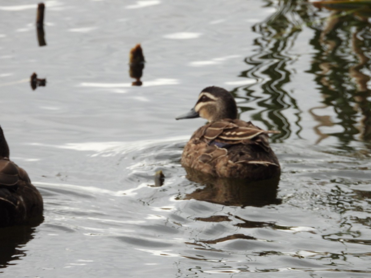 Canard à sourcils - ML149358551