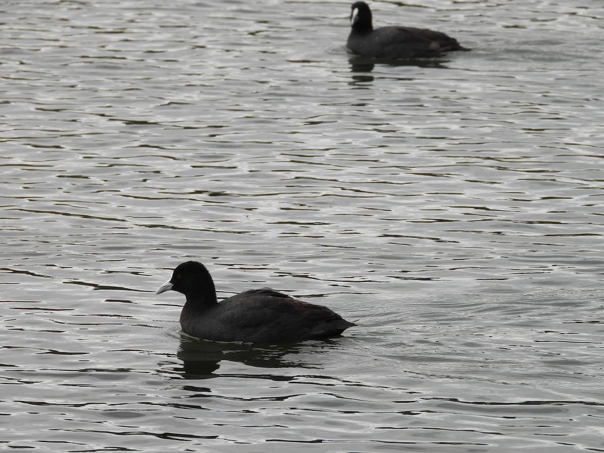 Eurasian Coot - Colby Neuman