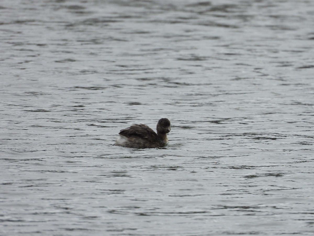 Hoary-headed Grebe - Colby Neuman