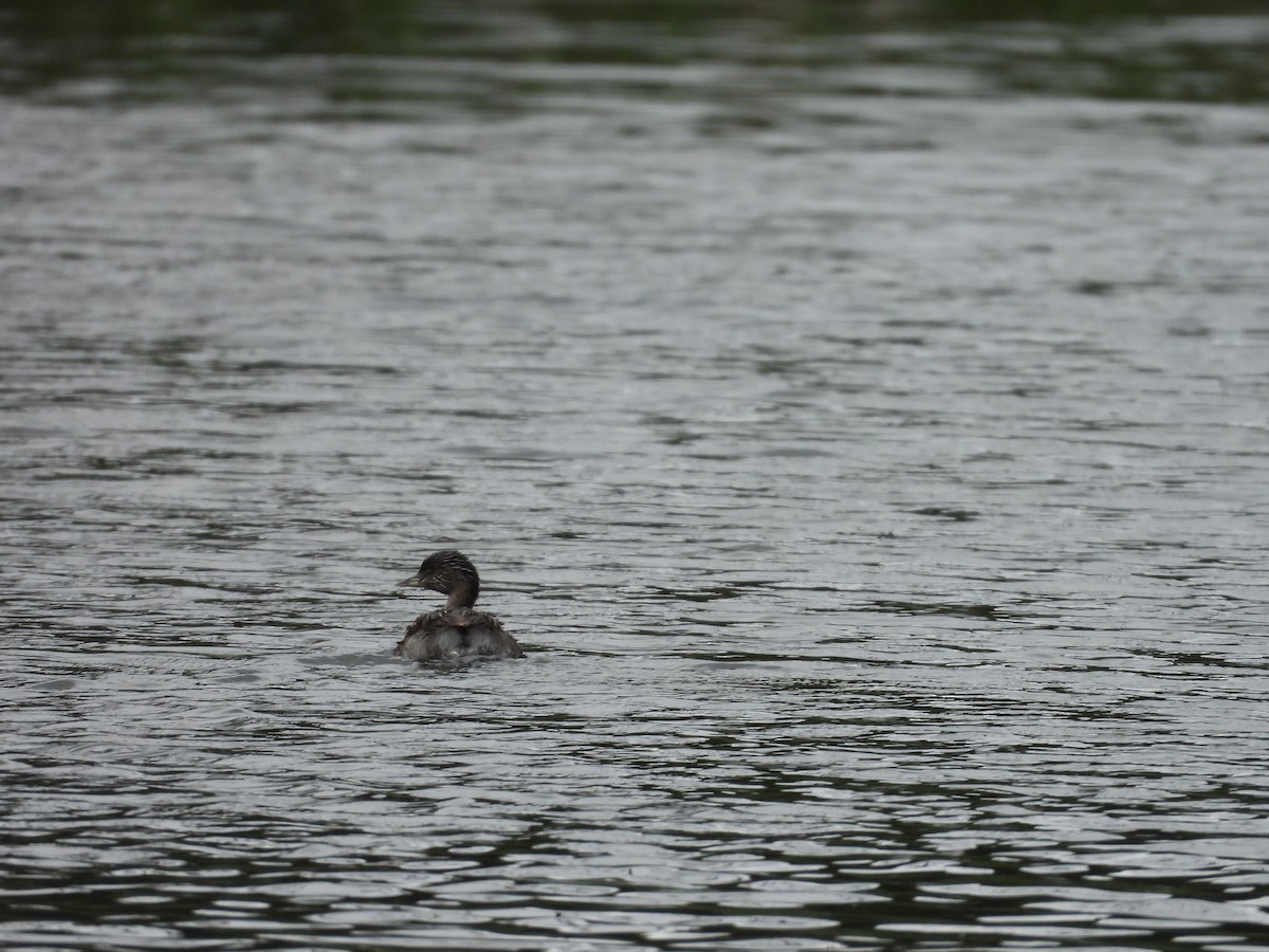 Hoary-headed Grebe - Colby Neuman