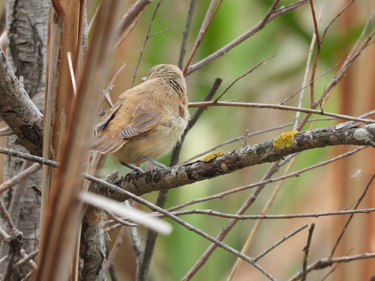 Australian Reed Warbler - ML149359331