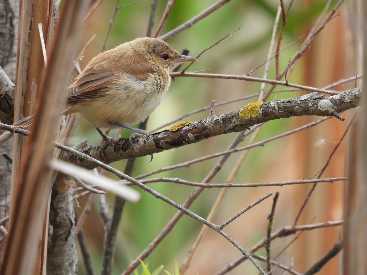 Australian Reed Warbler - ML149359341