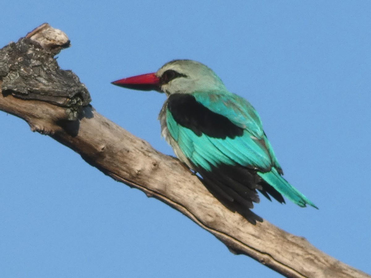 Martin-chasseur du Sénégal - ML149360191