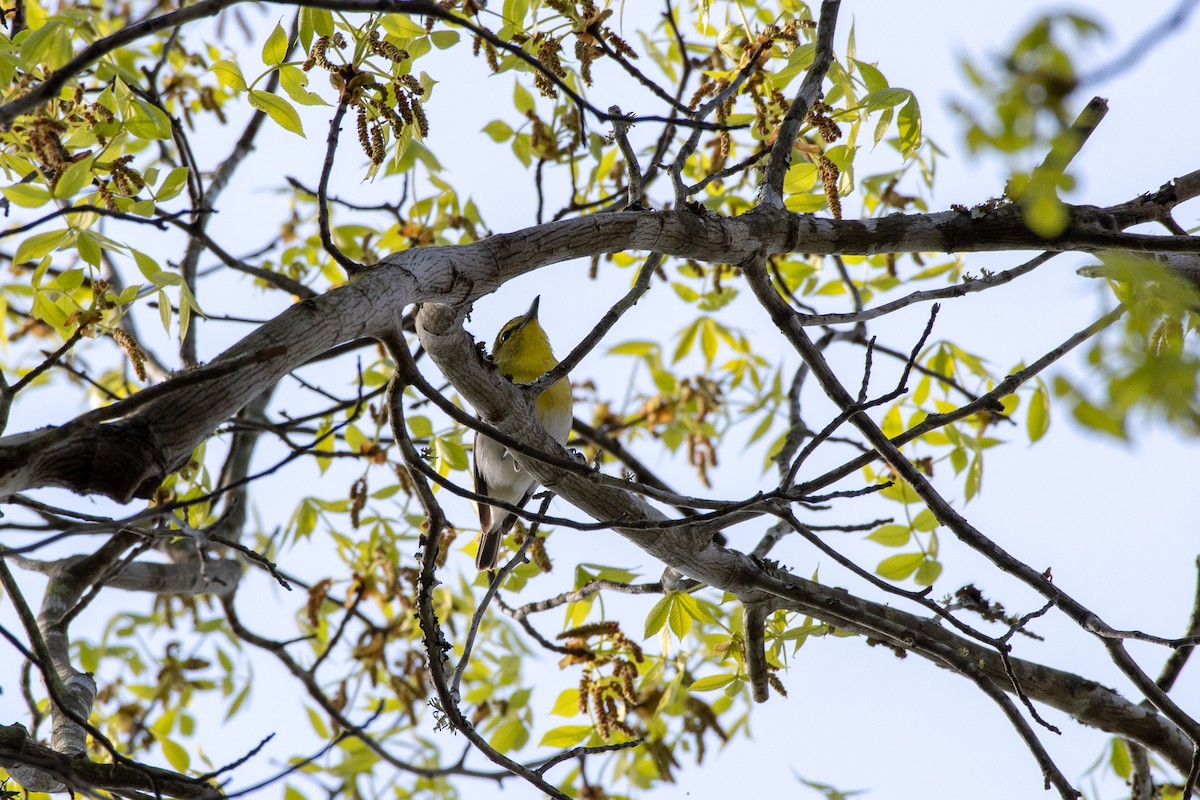 Yellow-throated Vireo - Cody Massery