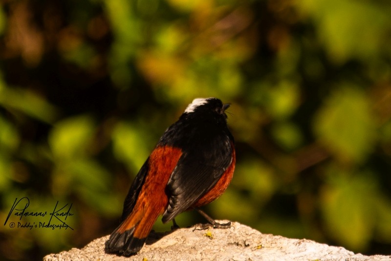 White-capped Redstart - ML149361891