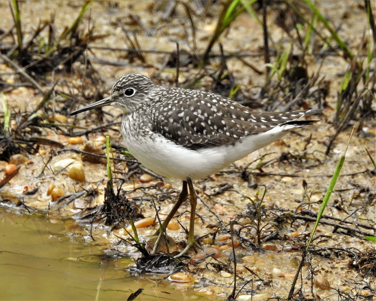 Solitary Sandpiper - ML149362681