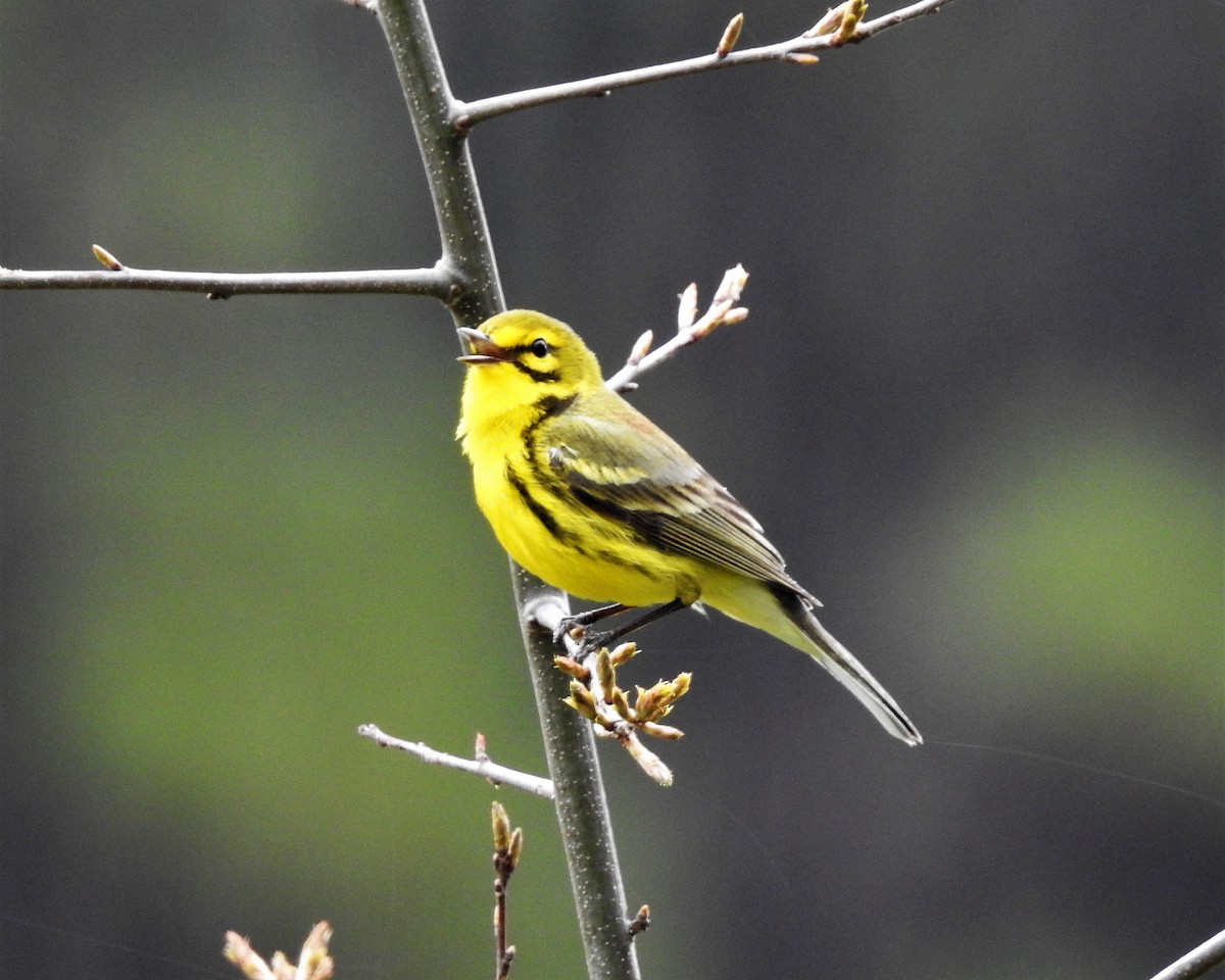 Rotmantel-Waldsänger - ML149363161