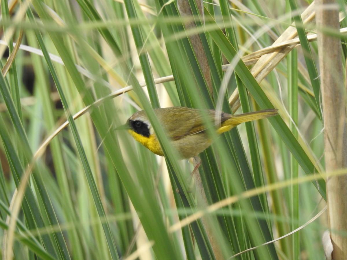 Paruline masquée - ML149363881