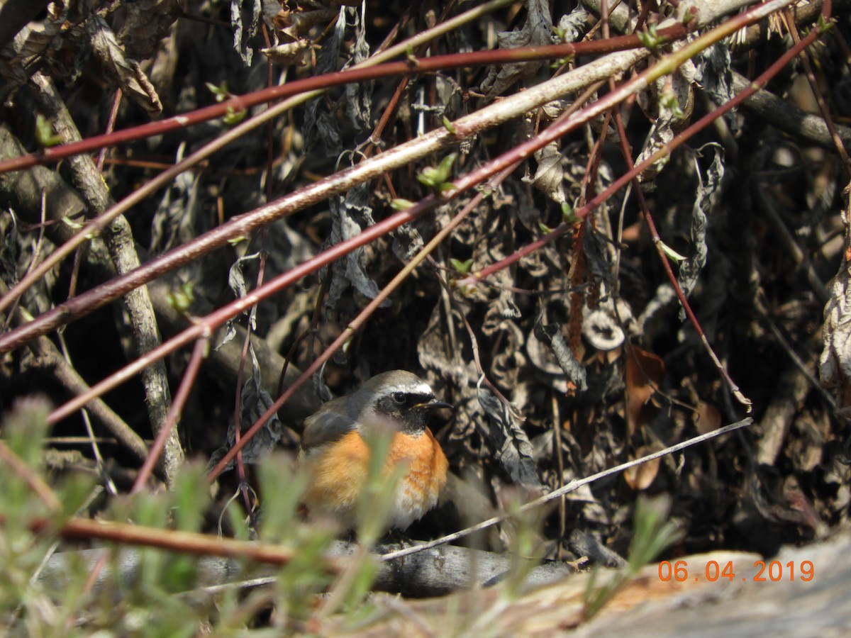 Common Redstart - brian kane