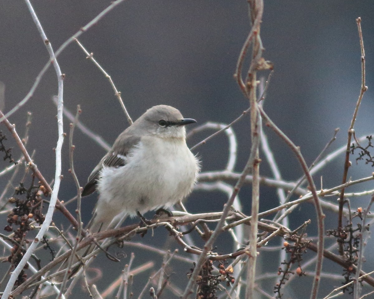 Northern Mockingbird - ML149365591