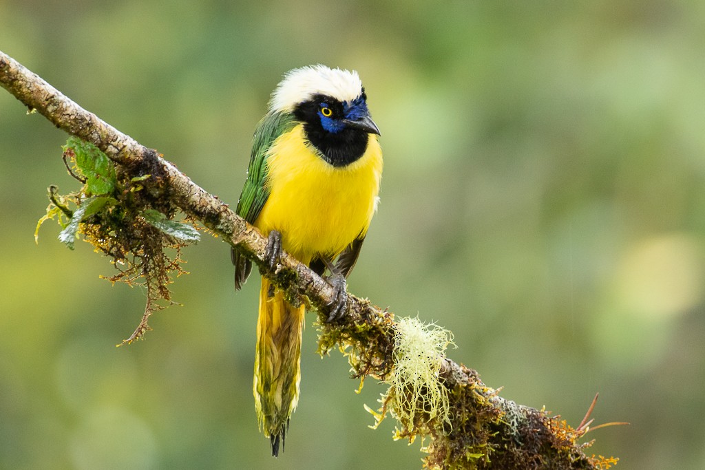 Green Jay (Inca) - ML149365971