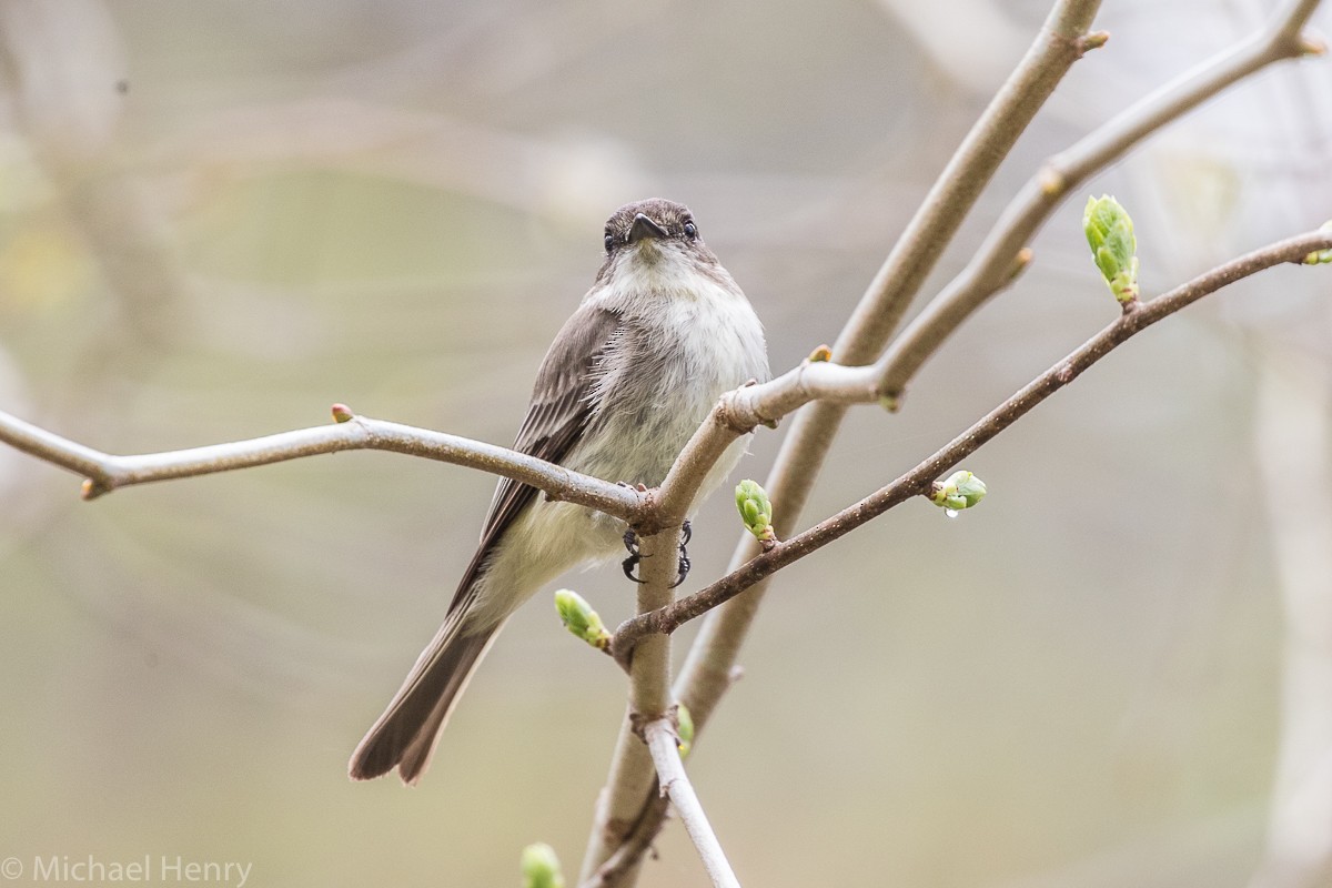 Eastern Phoebe - ML149369141