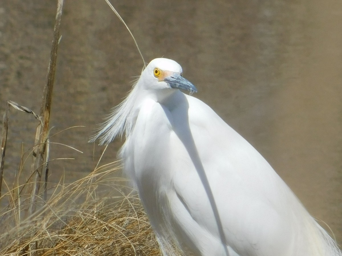 Snowy Egret - ML149369521