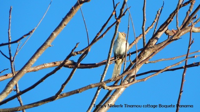 Striped Cuckoo - Terry van Niekerk