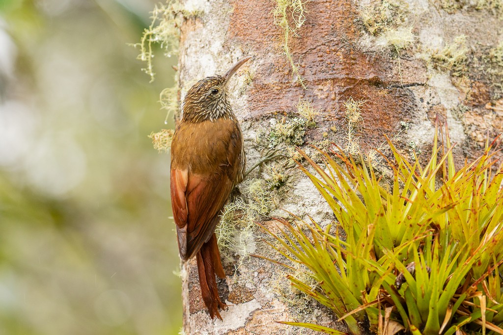 Montane Woodcreeper - ML149370201