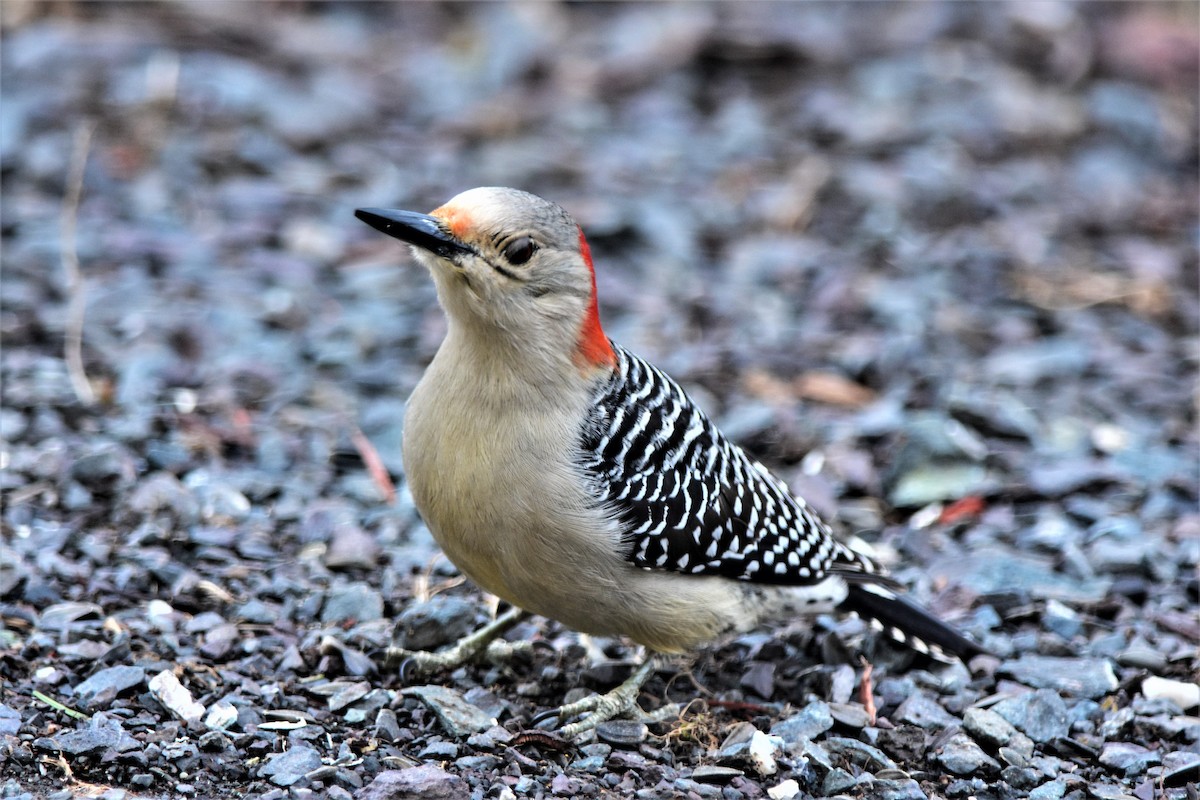 Red-bellied Woodpecker - ML149370491