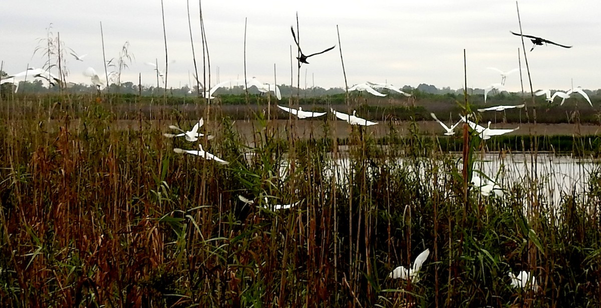 Snowy Egret - ML149372071