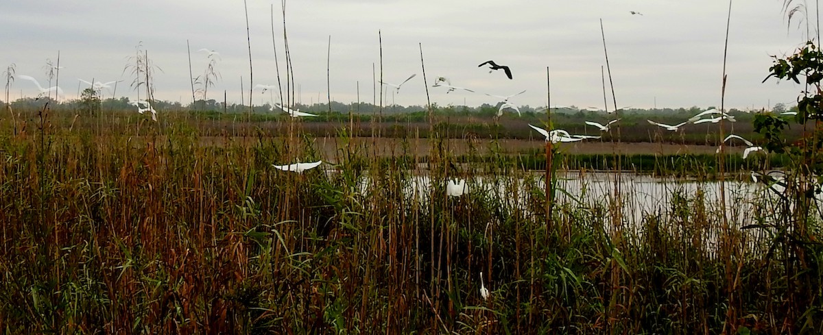 Snowy Egret - ML149372081