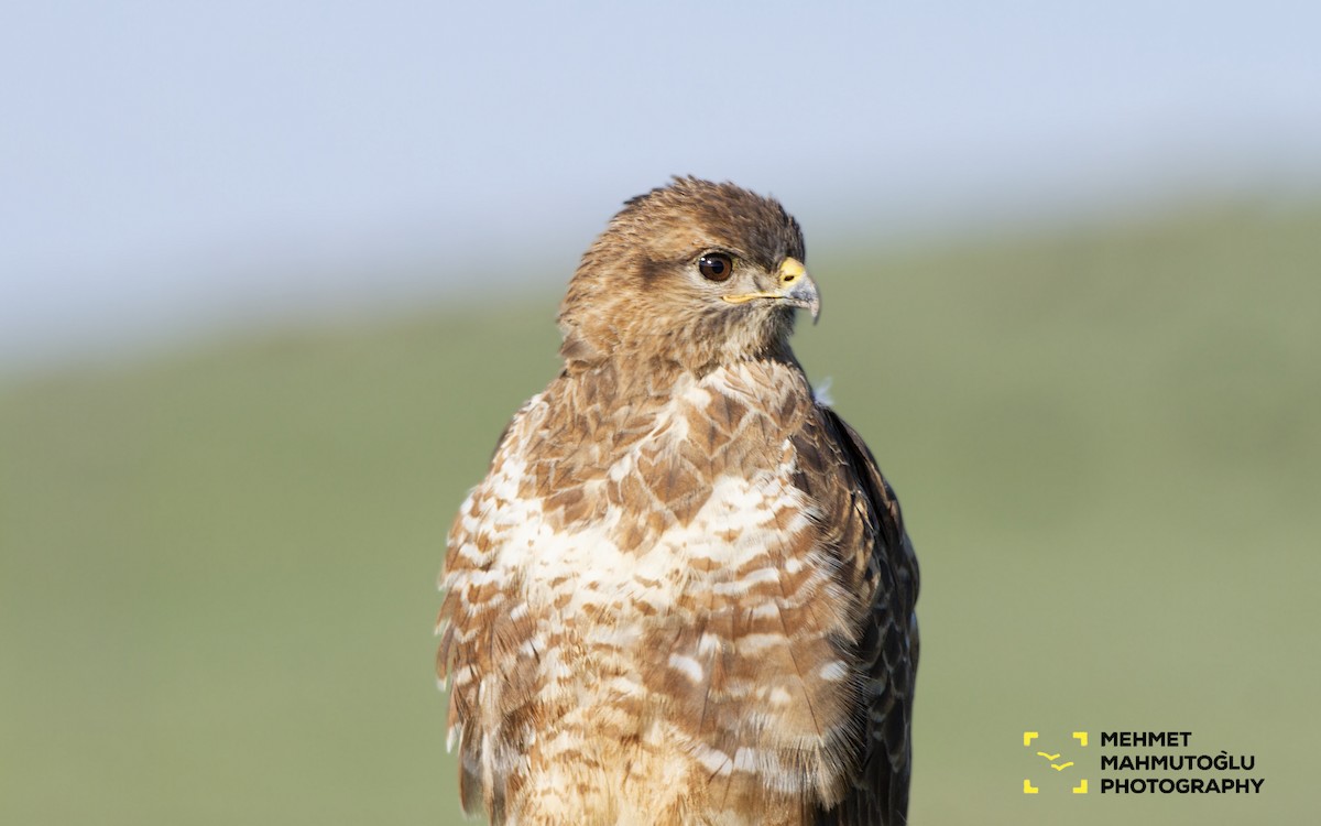 Common Buzzard - ML149373601