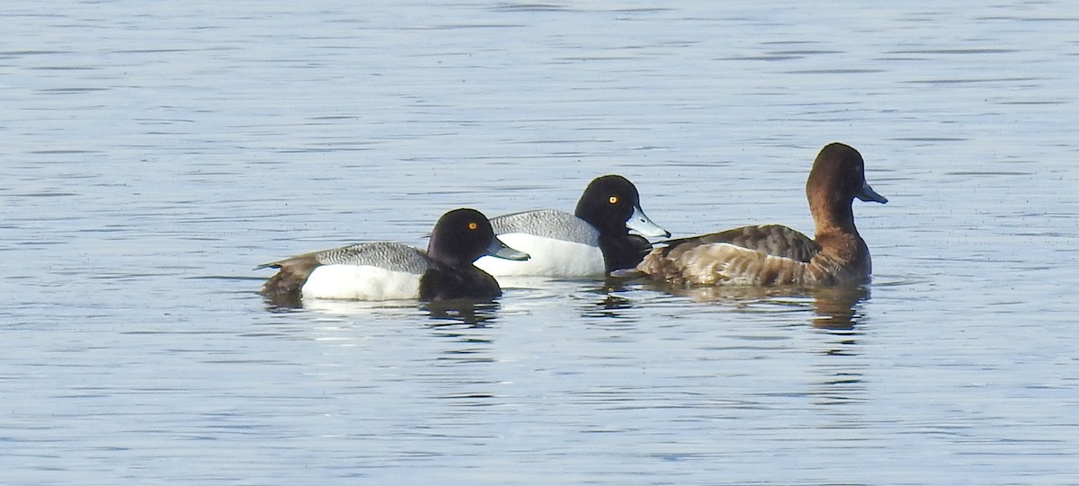 Greater Scaup - ML149373831