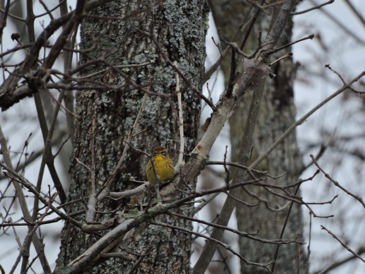 Palm Warbler (Yellow) - ML149373891