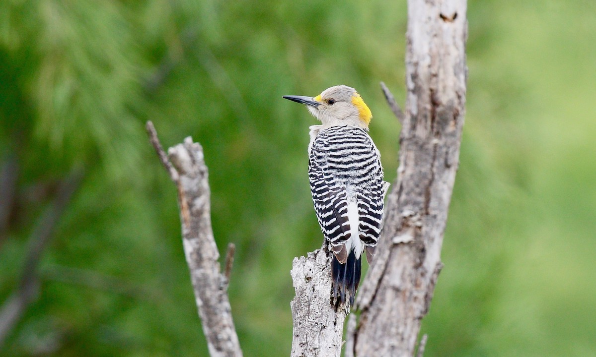 Golden-fronted Woodpecker - Aaron Boone