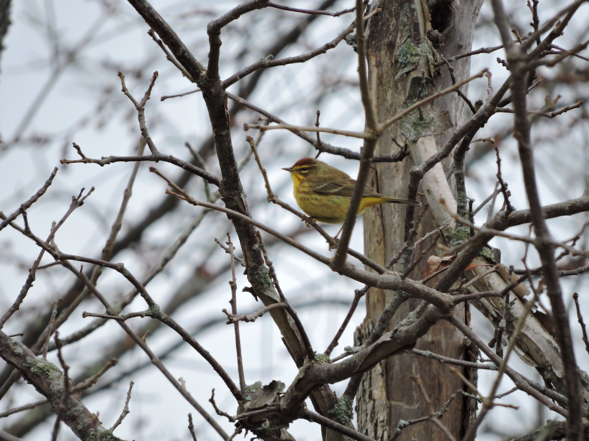 Palm Warbler (Yellow) - ML149373941