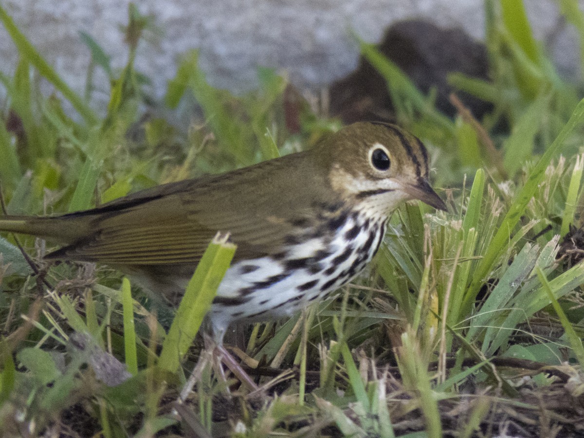 Ovenbird - ML149374181