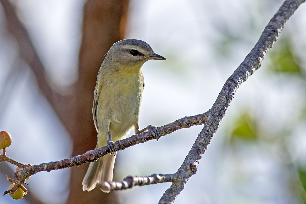 Philadelphia Vireo - ML149374451