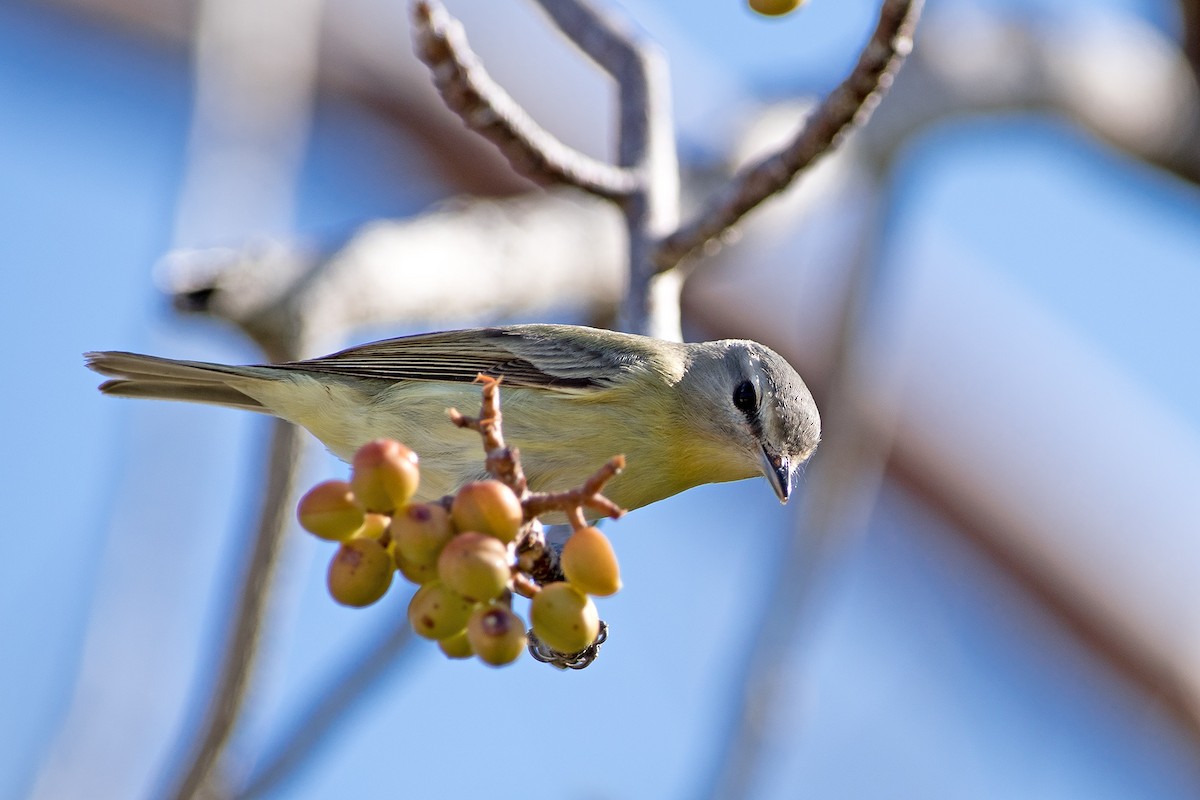 Philadelphia Vireo - ML149374471