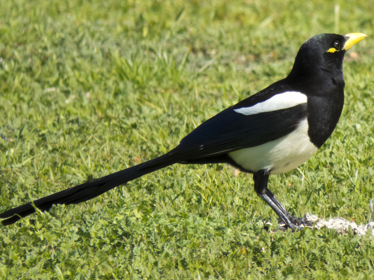 Yellow-billed Magpie - ML149375711