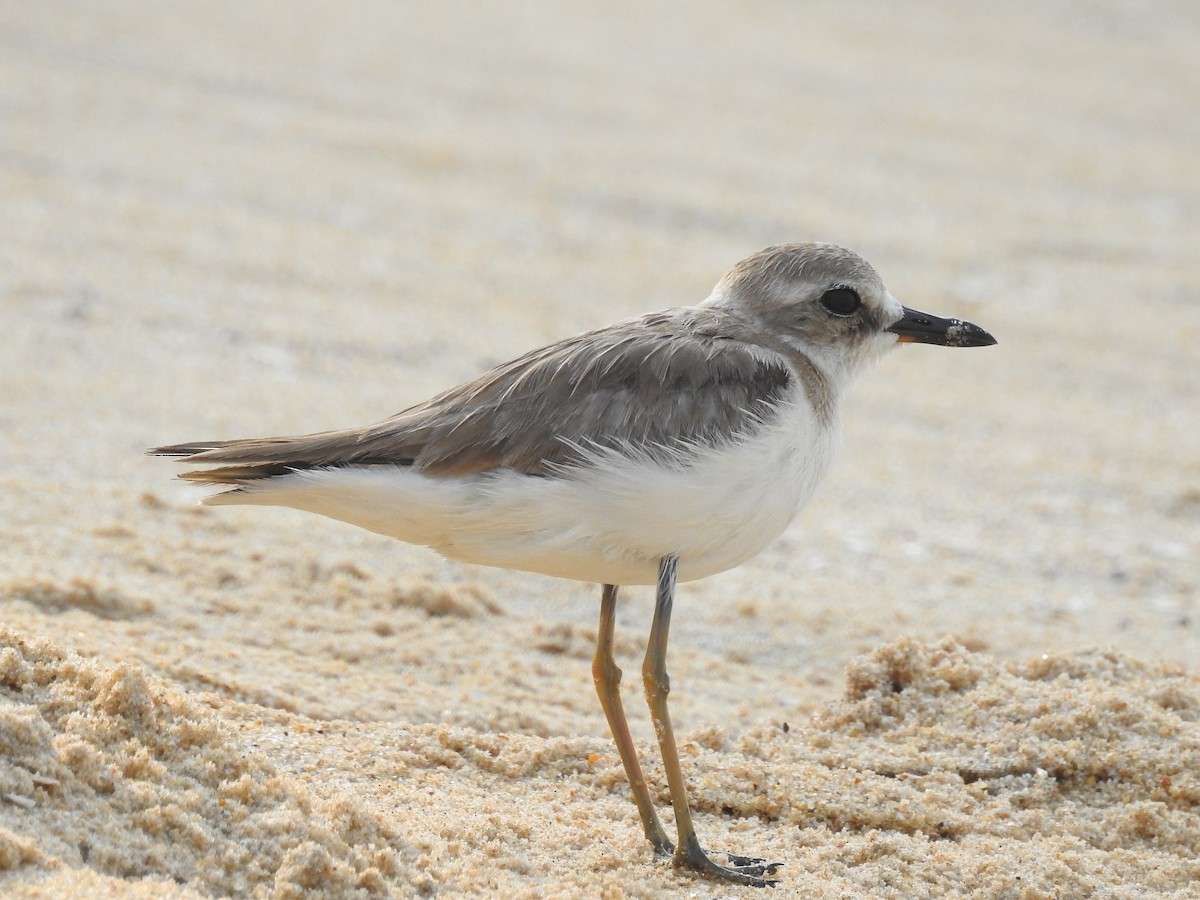 Greater Sand-Plover - Afsar Nayakkan