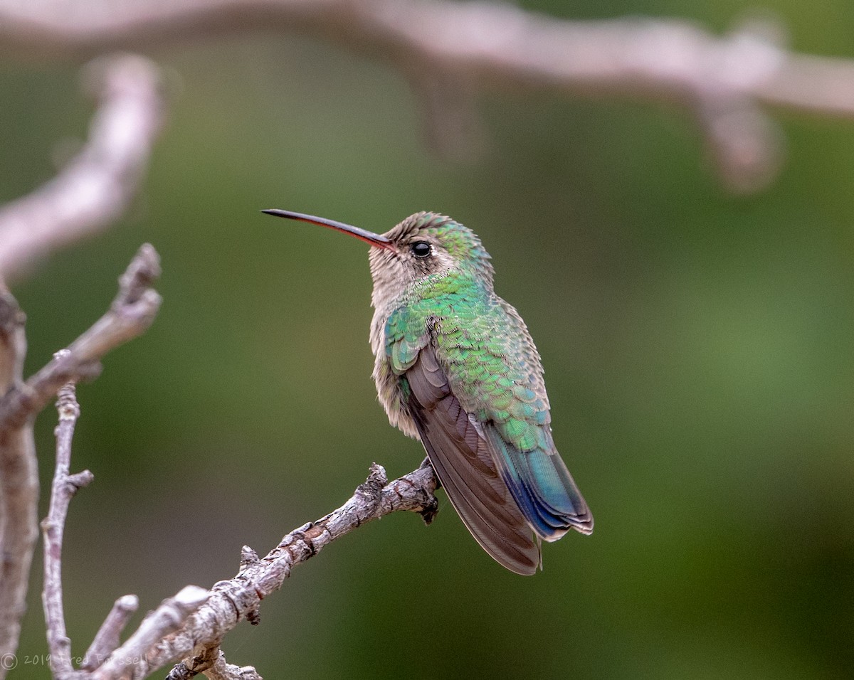 Colibrí Piquiancho Común - ML149376541