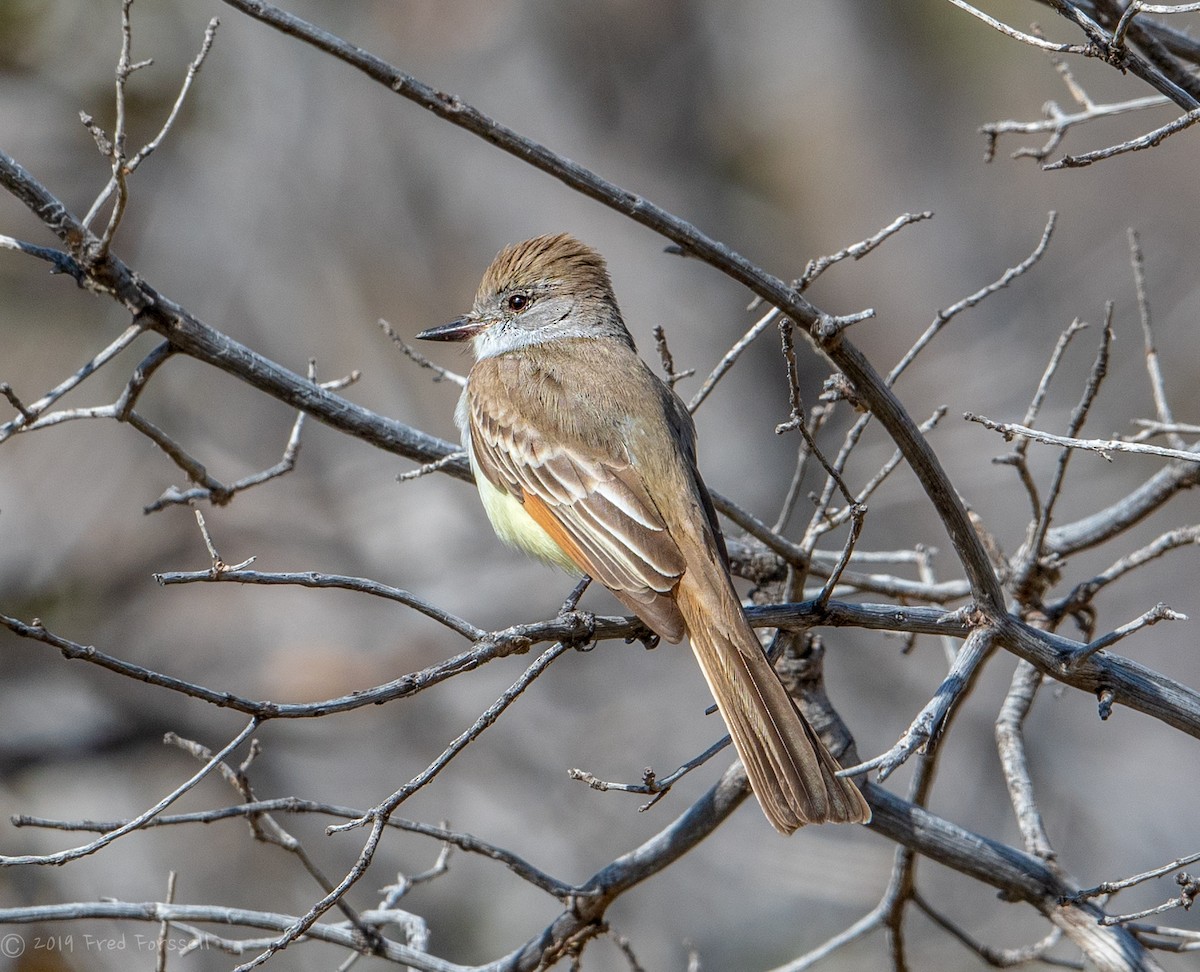 Ash-throated Flycatcher - ML149376801