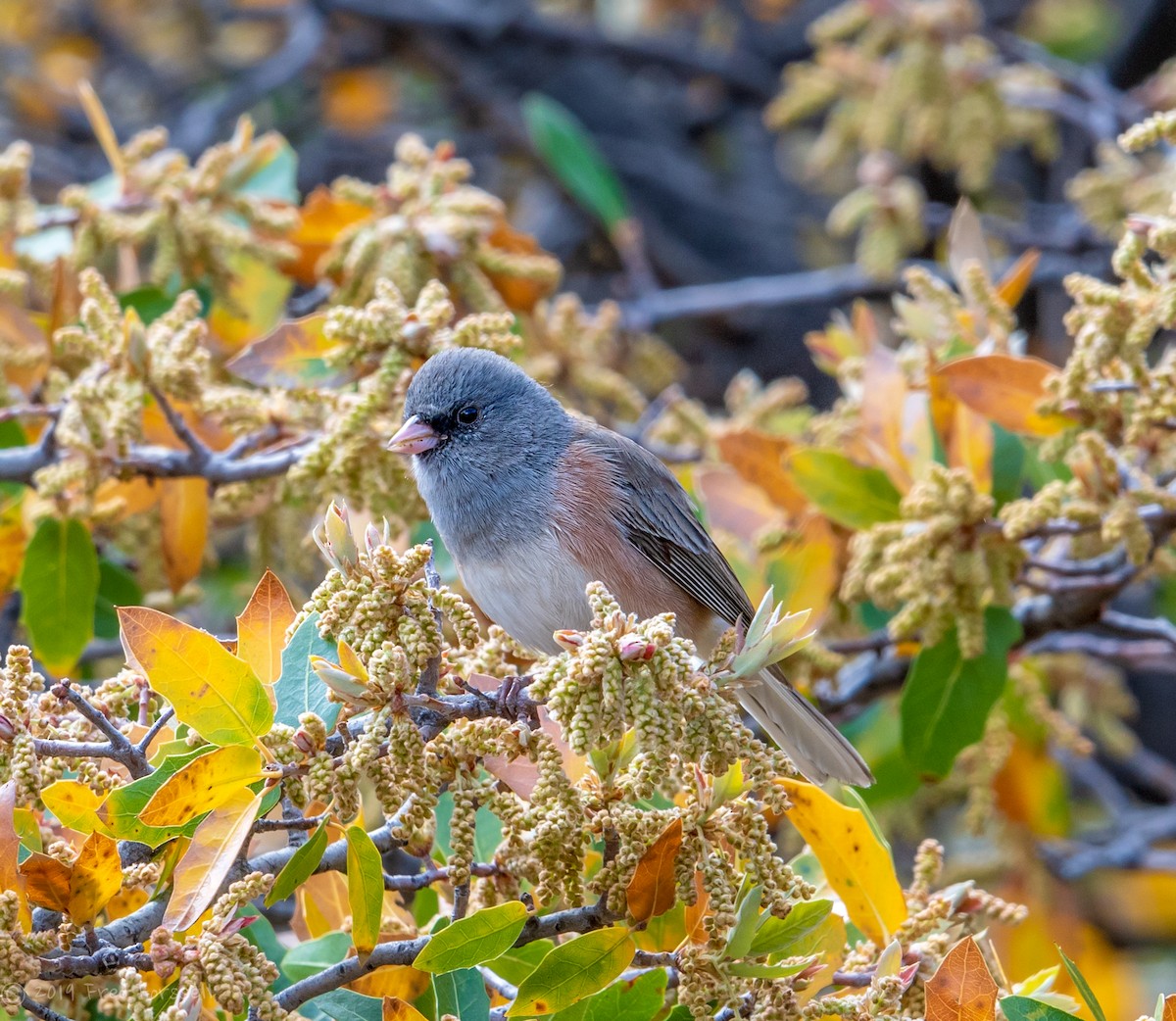 Dark-eyed Junco (Pink-sided) - ML149377051