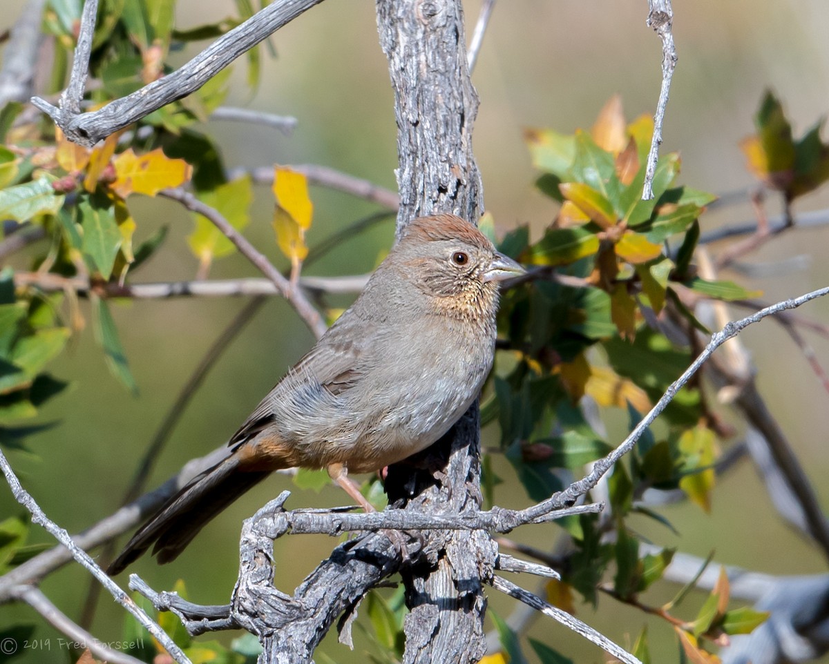 Canyon Towhee - ML149377061