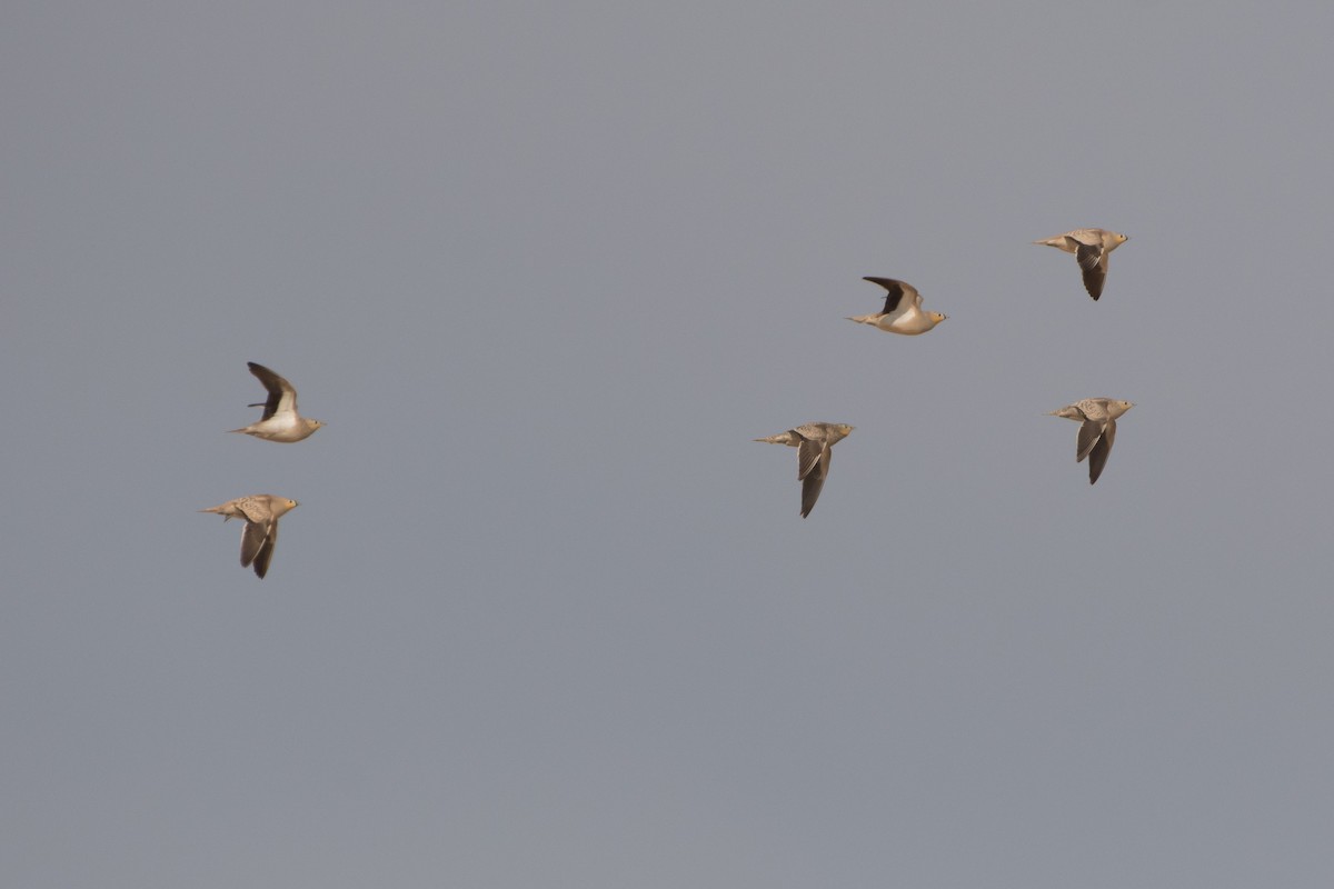 Crowned Sandgrouse - ML149377091