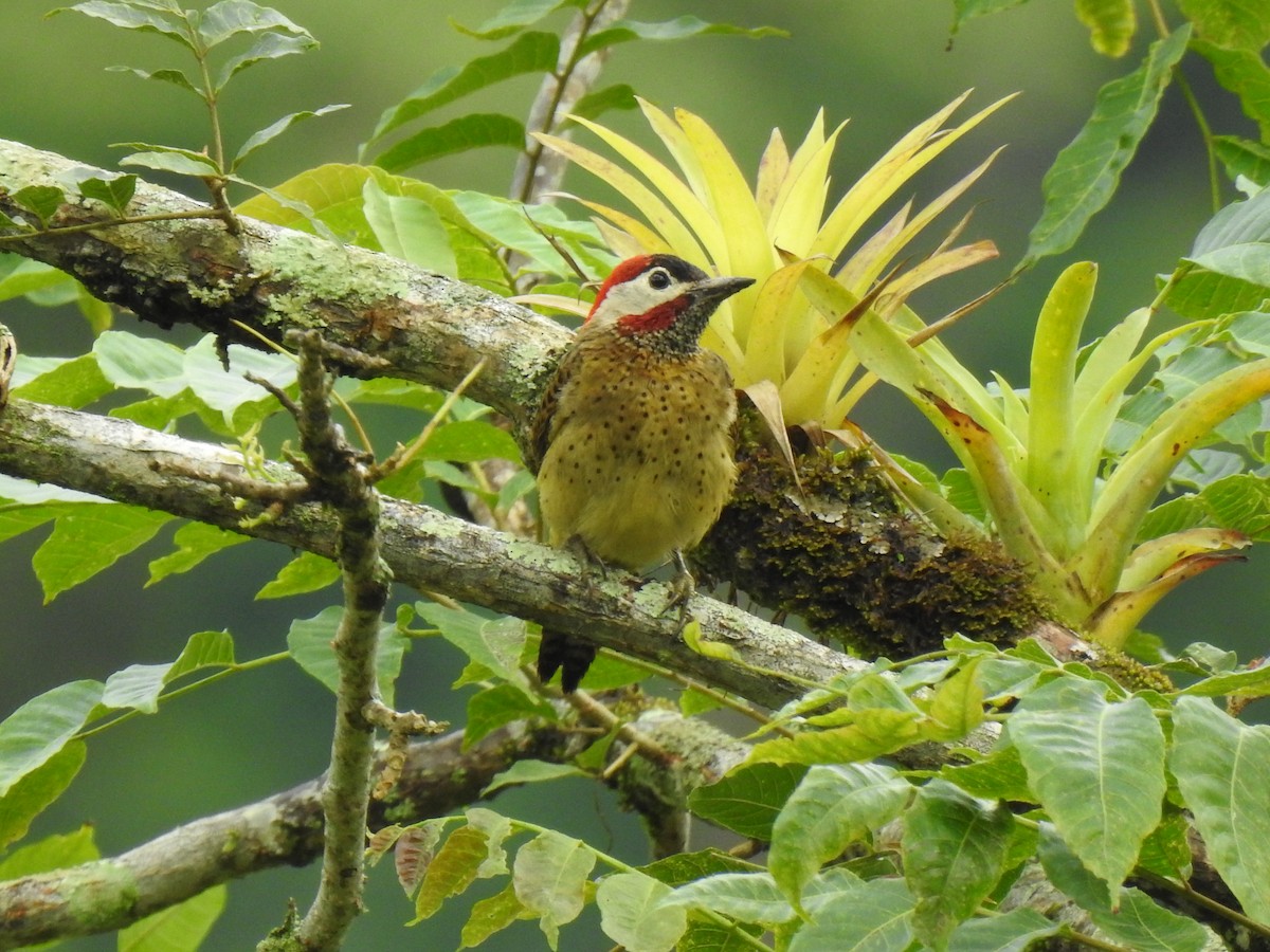 Spot-breasted Woodpecker - Anyela Mancera Garcia